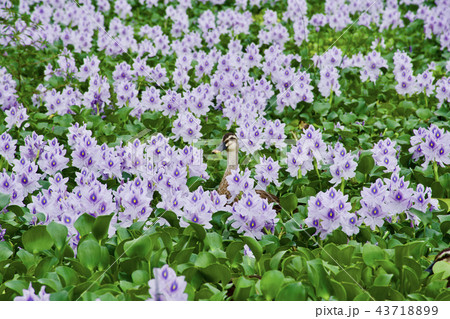 ホテイアオイの花とカルガモ 43718899