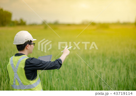 Asian male agronomist observing on rice field Asian male agronomist observing on rice field 43719114