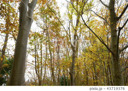 紅葉 紅葉 43719376