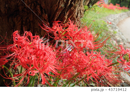 彼岸花 43719412