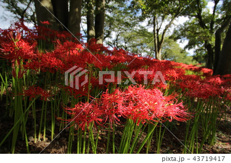 彼岸花 43719417