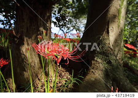 彼岸花 43719419