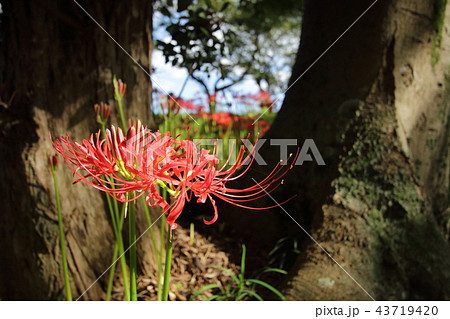 彼岸花 彼岸花 43719420