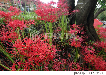 彼岸花 43719424