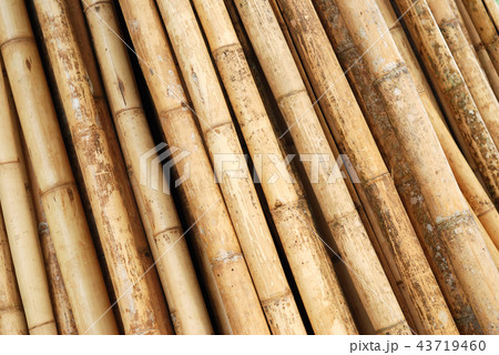 Bamboo Bamboo 43719460