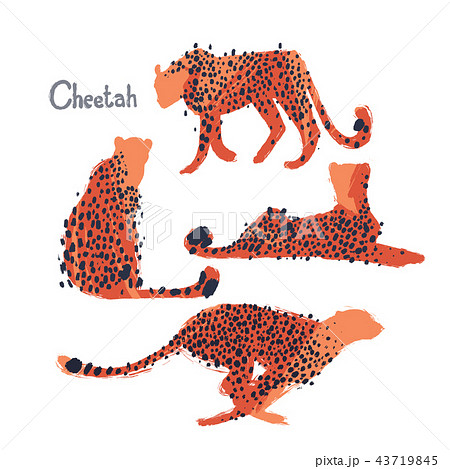 Graphic collection of cheetahs drawn with rough brush 43719845