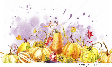 Pumpkins composition. Hand drawn watercolor painting on white background. Watercolor illustration 43720077