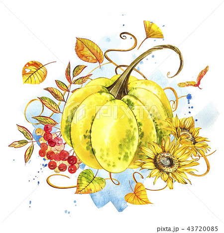 Pumpkins. Hand drawn watercolor painting on white background with splash. Autumn vegetables. 43720085
