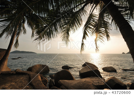 silhouette of  coconut tree 43720600