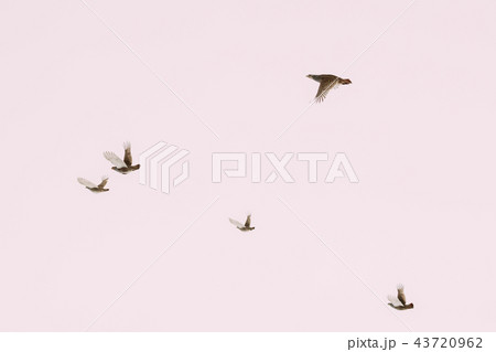 Belarus. Wild Perdix Birds Or True Partridges Flying In Winter S Belarus. Wild Perdix Birds Or True Partridges Flying In Winter S 43720962