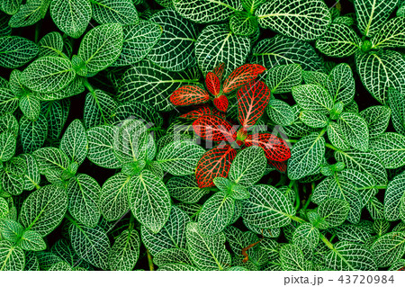 Leaves Of Fittonia Vershaffeliti In Botanical Garden 43720984