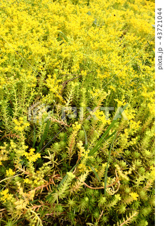 Green leaf Green leaf 43721044