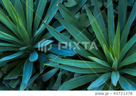 葉っぱ 43721376