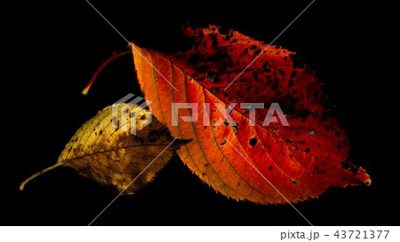 autumn leaves autumn leaves 43721377