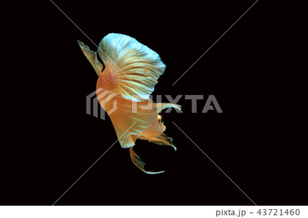 Gold betta fish isolated on black background Gold betta fish isolated on black background 43721460