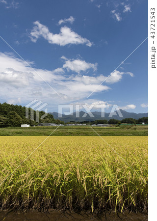 水田の風景 43721543