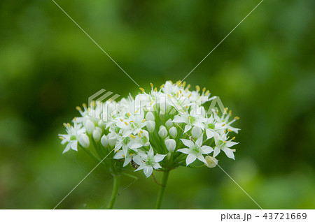 ニラの花 ニラの花 43721669