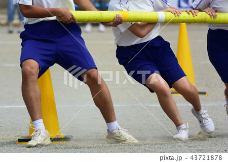 運動会の棒引き競技の写真素材