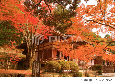 花山院＜東光山菩提寺＞境内の紅葉（兵庫県　三田市） 43721952
