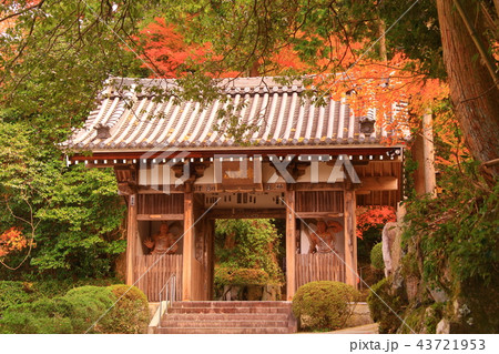 花山院＜東光山菩提寺＞境内の紅葉（兵庫県　三田市） 43721953