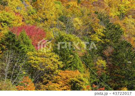 奥飛騨温泉郷の紅葉 奥飛騨温泉郷の紅葉 43722017