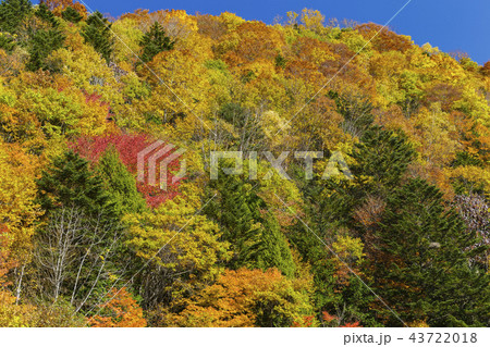 奥飛騨温泉郷の紅葉 奥飛騨温泉郷の紅葉 43722018