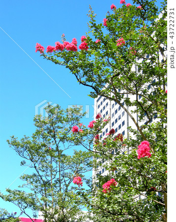 品川シーサイドフォレスト 東京都品川区の風景 品川シーサイドフォレスト 東京都品川区の風景 43722731