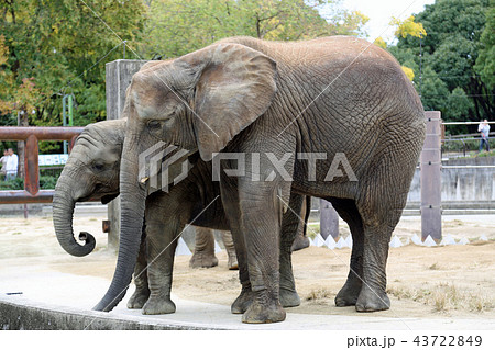 アフリカゾウ 43722849