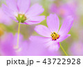 秋桜　命輝く 43722928