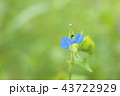 つゆくさ 43722929