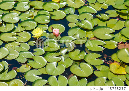 池 蓮 花 43723237