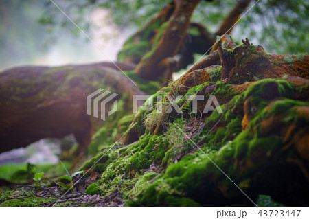 old fallen mossy tree, foliage, roots and mysterious shine with birds singing 43723447