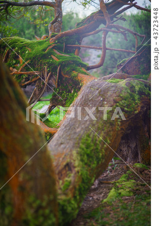 old fallen mossy tree, foliage, roots and mysterious shine with birds singing old fallen mossy tree, foliage, roots and mysterious shine with birds singing 43723448