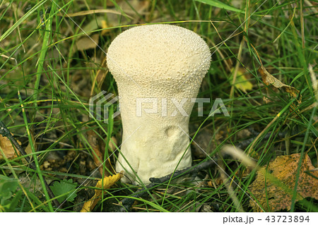 puffball mushroom Lycoperdon perlatum 43723894