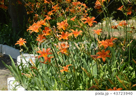 Orange flower daylily, SHRUB GROWING IN the FLOWERBED IN the GARDEN 43723940