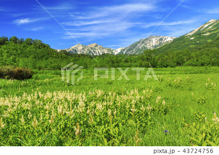 栂池自然園 43724756