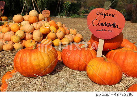 ハロウィンのかぼちゃ シンデレラの馬車の写真素材