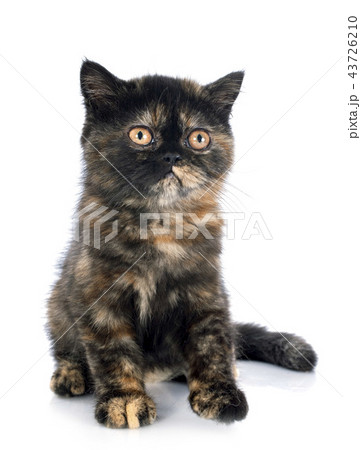 Exotic Shorthair kitten Exotic Shorthair kitten 43726210