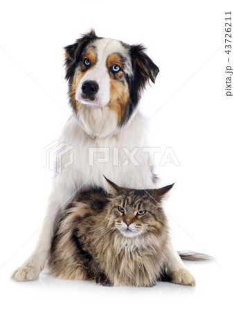 dog and cat 43726211