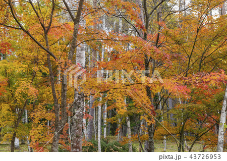 紅葉とシラカバ林（開田高原） 43726953