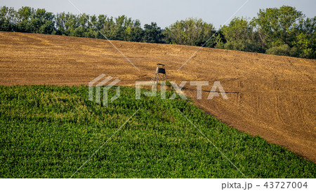A green corn field and a harvested field A green corn field and a harvested field 43727004