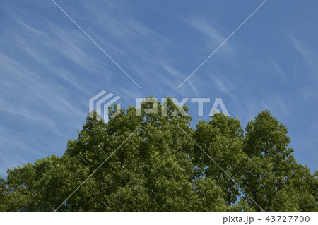 緑と空 43727700