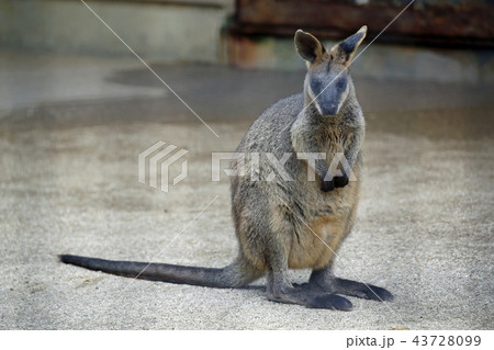 カンガルー 43728099