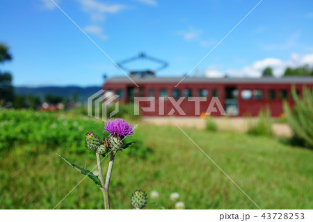 アザミと電車　安曇野ちひろ公園・トットちゃん広場　　北安曇郡松川村  43728253