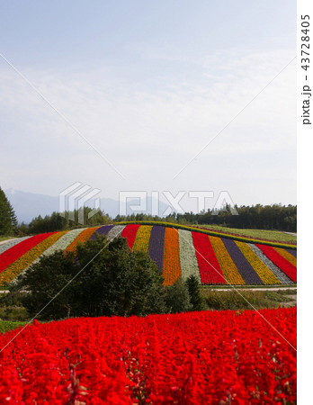 北海道 美瑛 花畑の写真素材