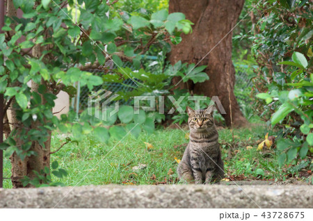 猫のいる風景 43728675