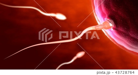 red sperm cells swimming towards egg cell 43728764