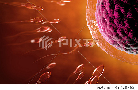 transparent sperm cells swimming towards egg cell 43728765