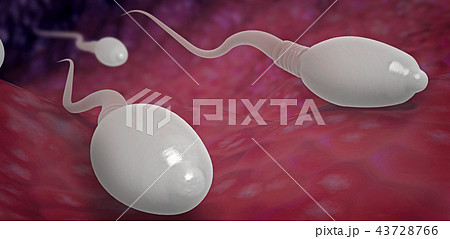 sperm cells moving towards egg cell into the womb sperm cells moving towards egg cell into the womb 43728766