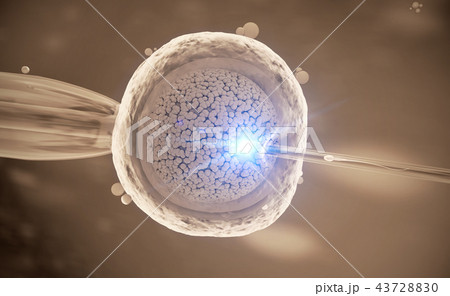 in vitro fertilization of an human egg cell 43728830